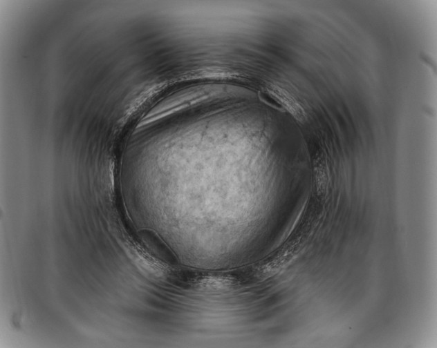 X0000096680350200802191357