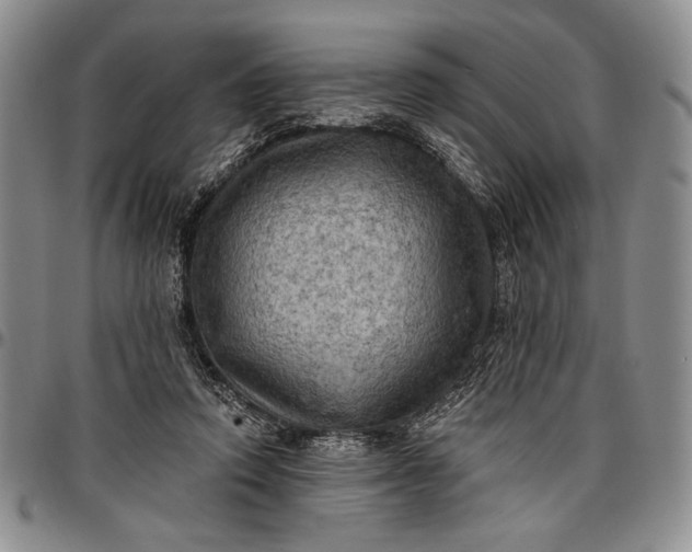 X0000096680354200802191357