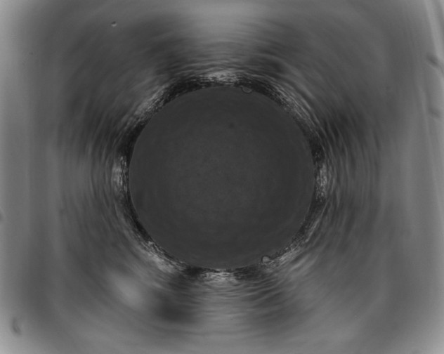 X0000096680424200802191357