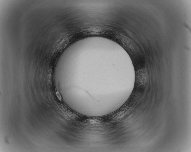 X0000096680509200802191355