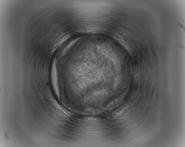 X0000096680585200802191354