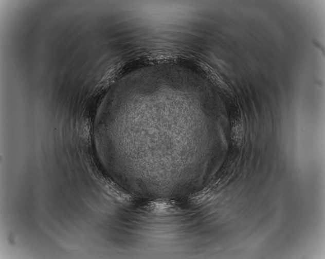 X0000096680662200802191354