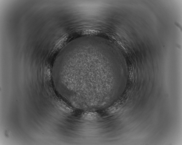 X0000096680716200802191352