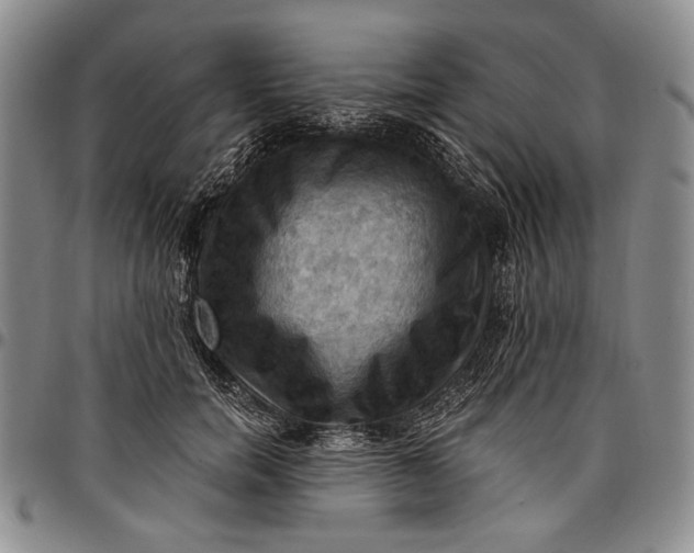 X0000096680750200802191352