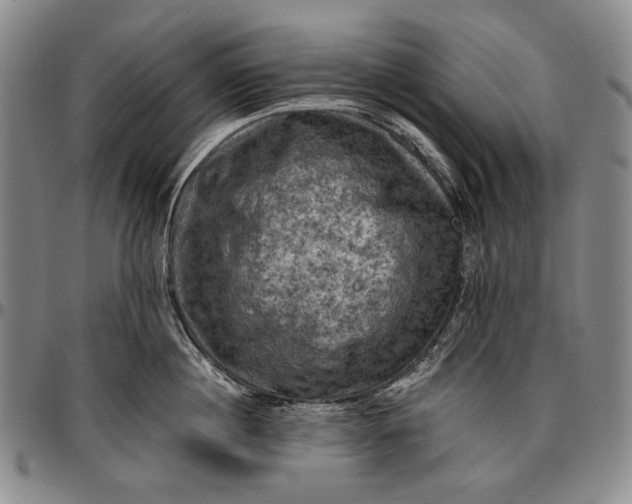 X0000096680860200802191351