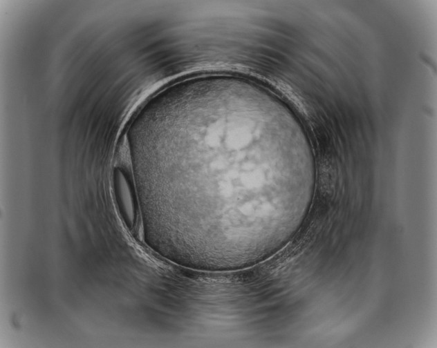 X0000096680895200802191350