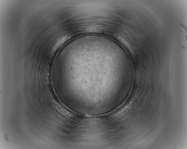 X0000096680930200802191349