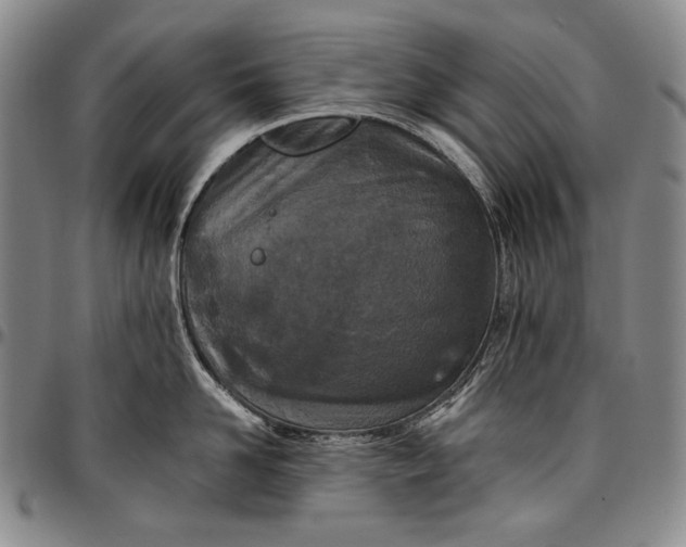 X0000096680958200802191350