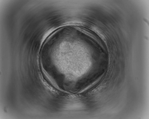 X0000096680960200802191350
