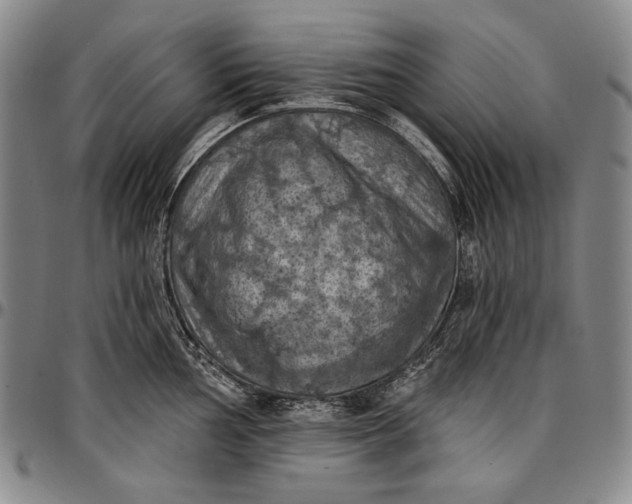 X0000096681002200802191348