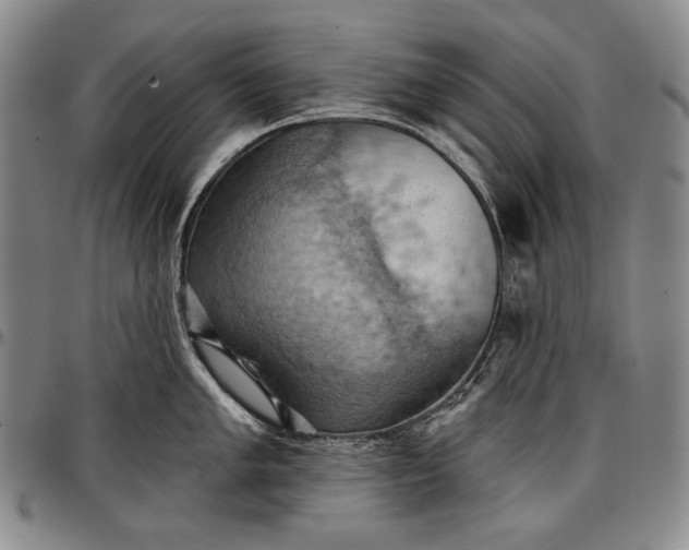 X0000096681005200802191348