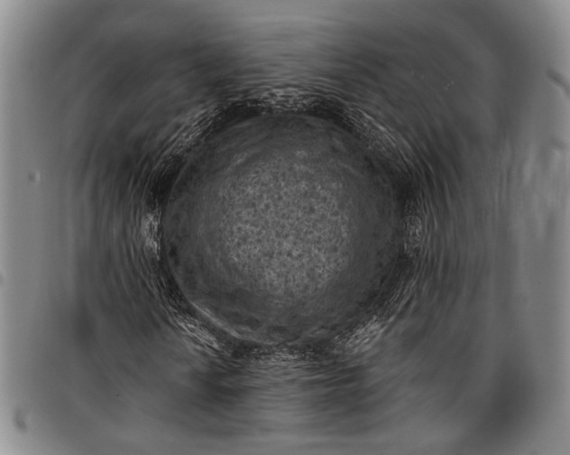 X0000096681010200802191347
