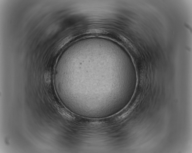 X0000096681017200802191348