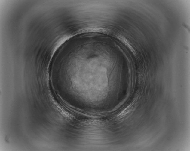 X0000096681024200802191348