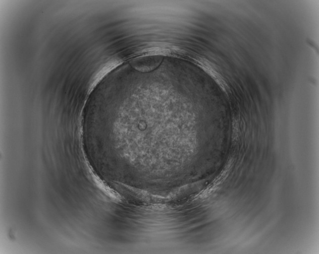 X0000096681042200802191348