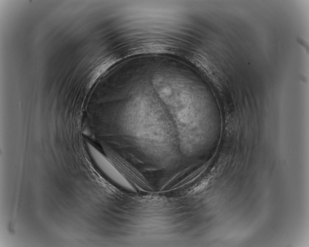 X0000096681081200802191347