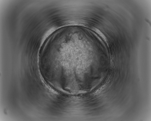 X0000096681096200802191347