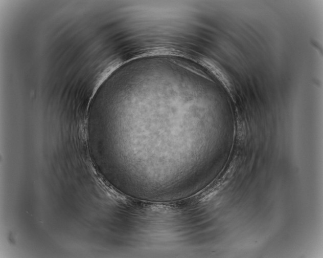 X0000096681097200802191347