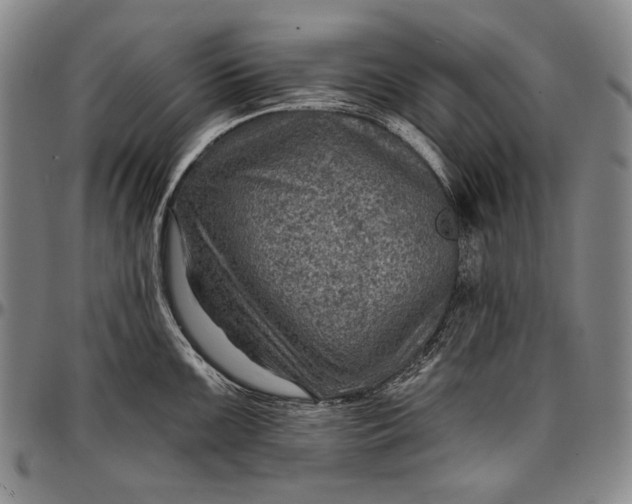 X0000096681099200802191347