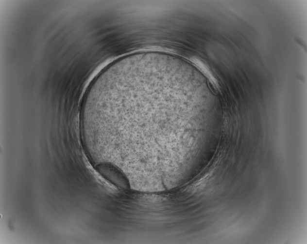 X0000096681100200802191347