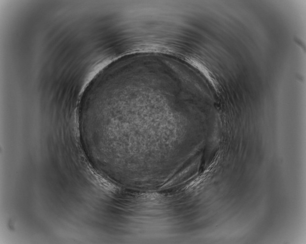 X0000096681120200802191346