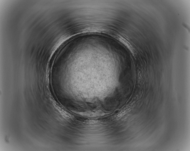X0000096681124200802191346