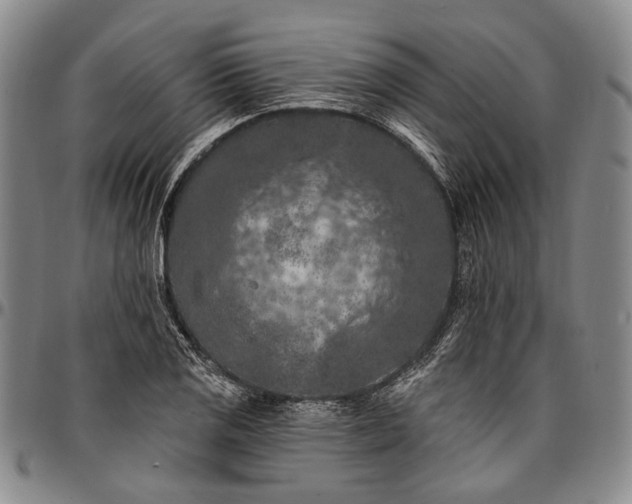 X0000096681125200802191346