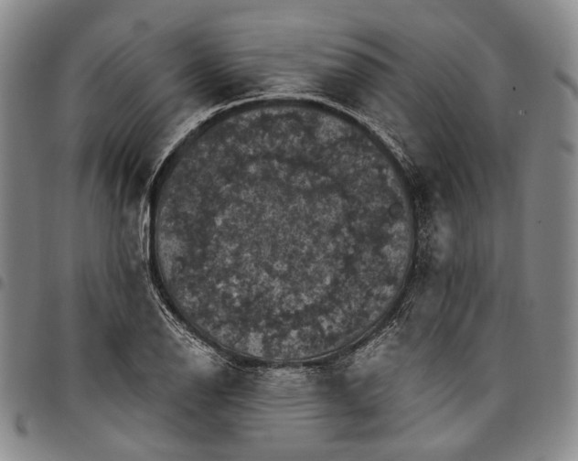 X0000096681126200802191346