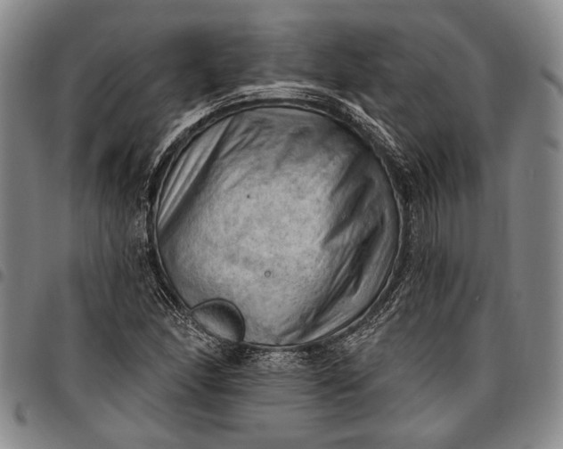 X0000096681166200802191346