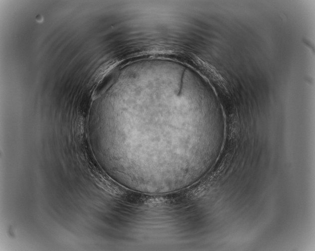 X0000096681169200802191346
