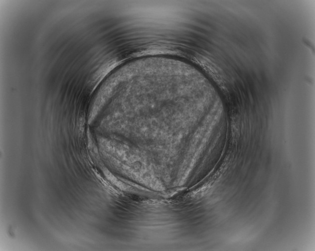 X0000096681185200802191346