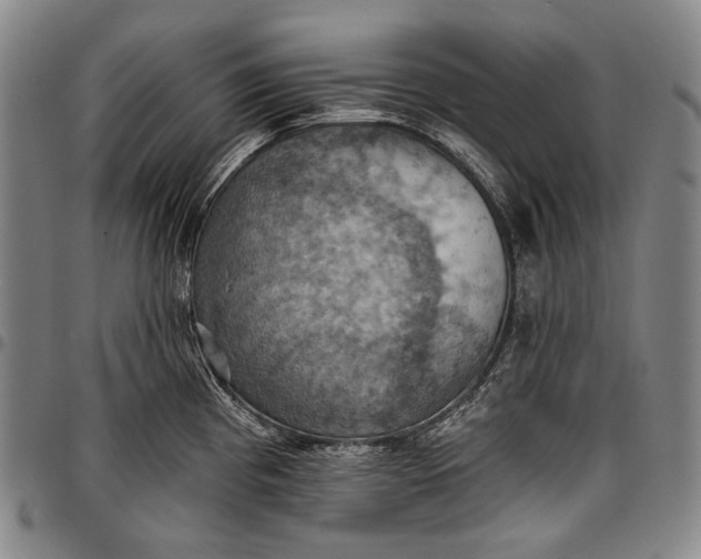 X0000096681193200802191345