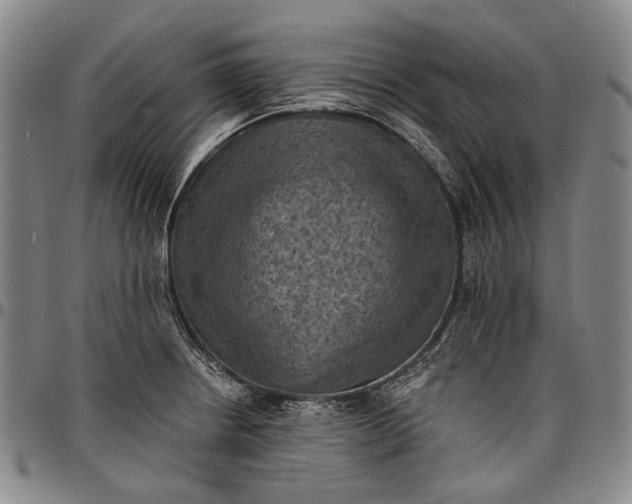 X0000096681234200802191345