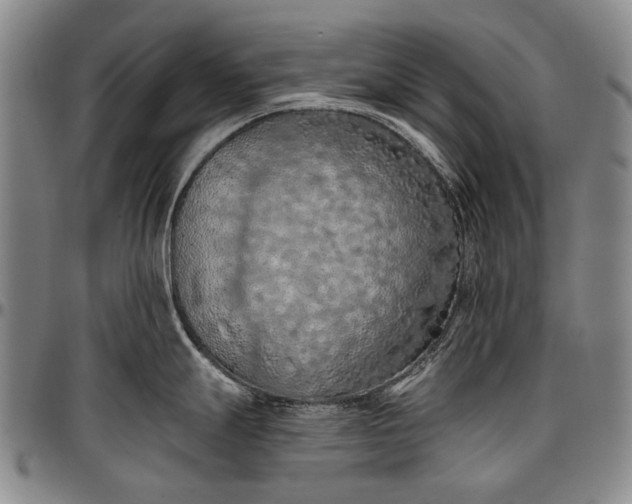X0000096681247200802191345