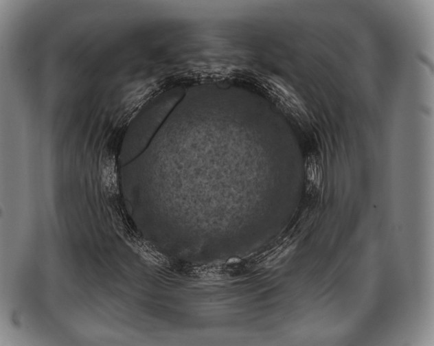 X0000096681252200802191344