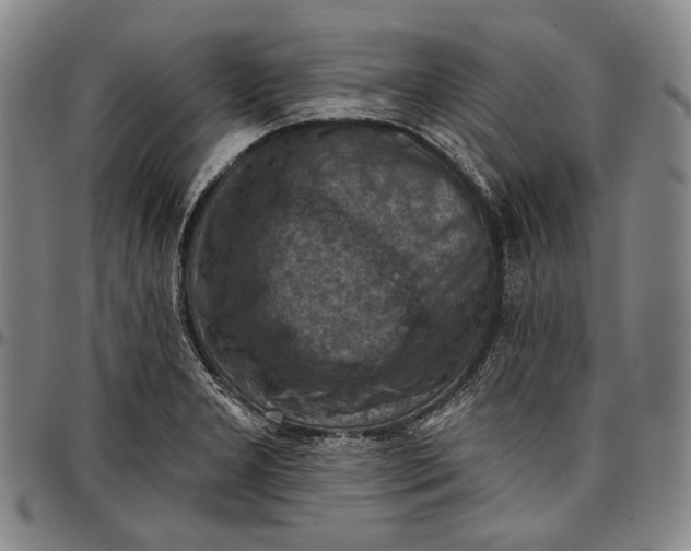 X0000096681277200802191344