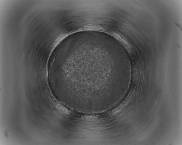 X0000096681280200802191344