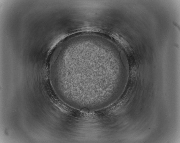 X0000096681310200802191343
