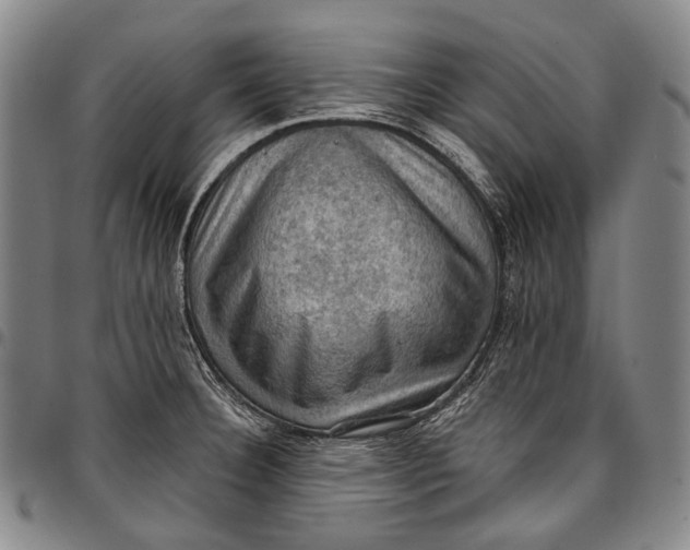 X0000096681332200802191344