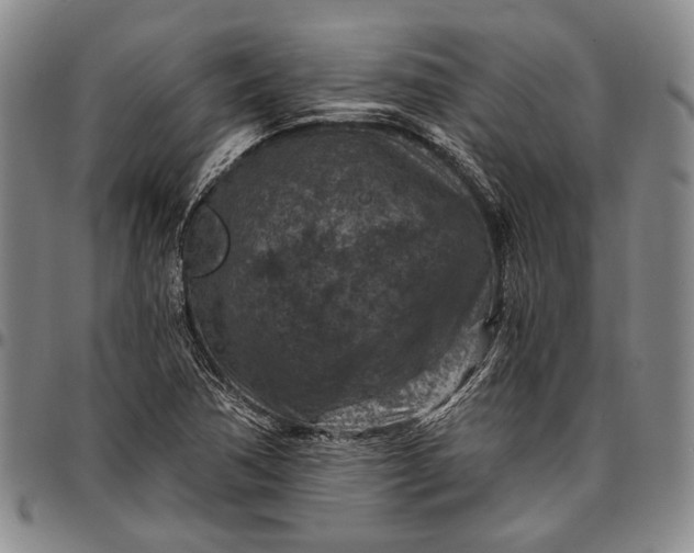 X0000096681362200802191343