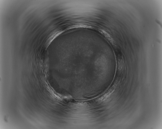 X0000096681369200802191343