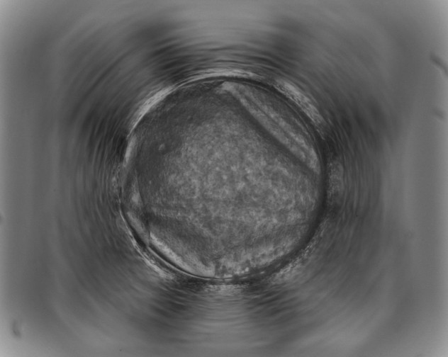 X0000096681377200802191342