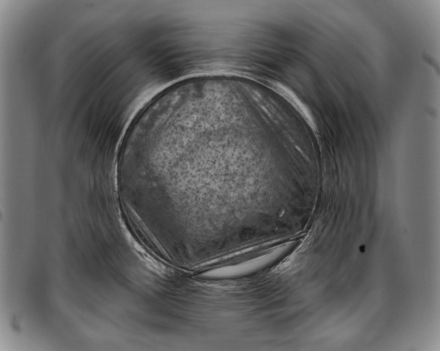 X0000096681388200802191342