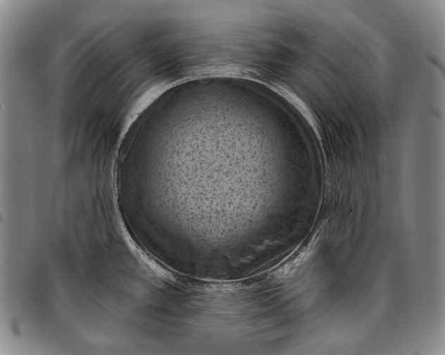 X0000096681389200802191342