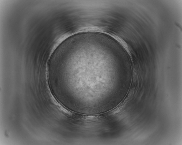 X0000096681390200802191342