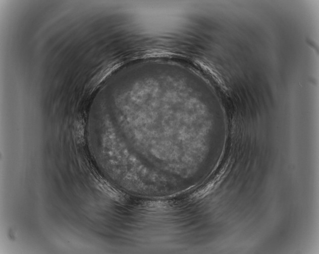 X0000096681401200802191342
