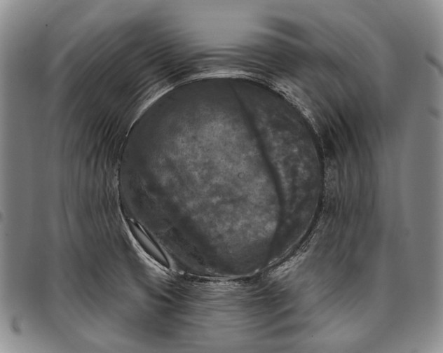 X0000096681425200802191342