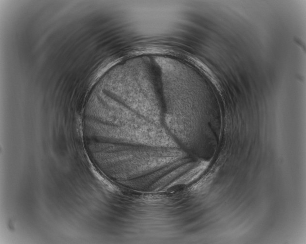 X0000096681433200802191342