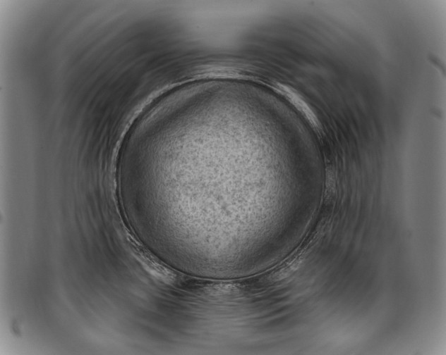 X0000096681435200802191342