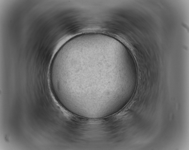X0000096681440200802191342